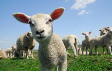 5 friendly faces you’ll meet in west of Ireland