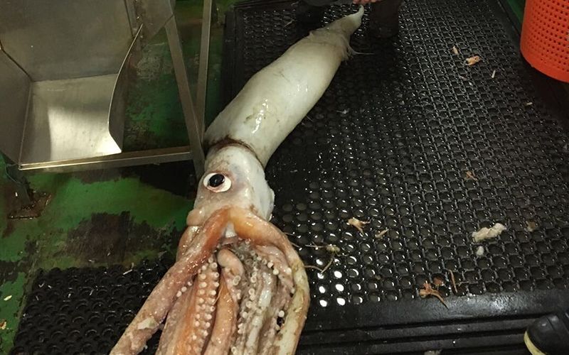 Kerrymen land second extremely rare squid