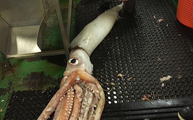 One of seven giant squid found in the Irish seas.