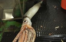 Kerrymen land second extremely rare squid