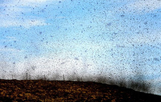 A serious swarm of midges. Pretty much harmless... but horrible.