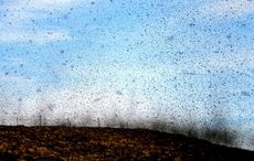 What visitors to Ireland should know about midges