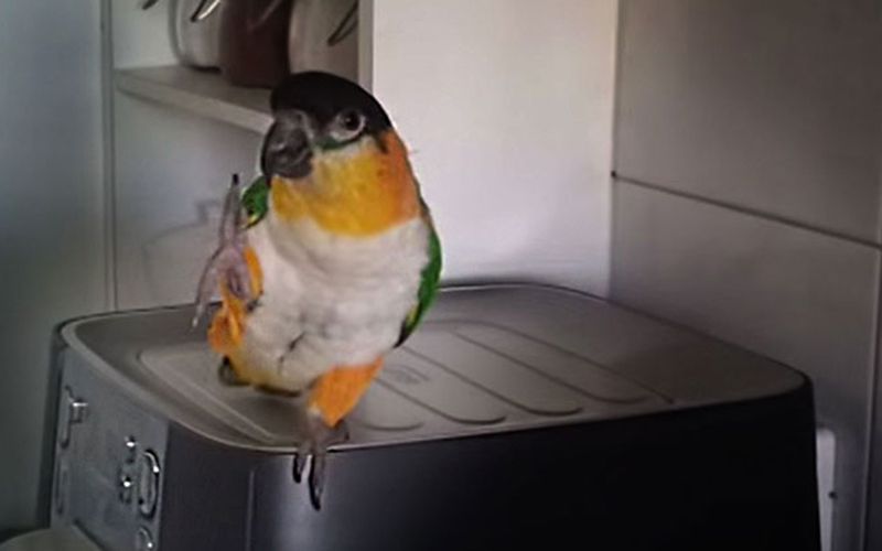 Irish-flag-colored parrot is a better Irish dancer than you