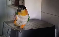 Irish-flag-colored parrot is a better Irish dancer than you