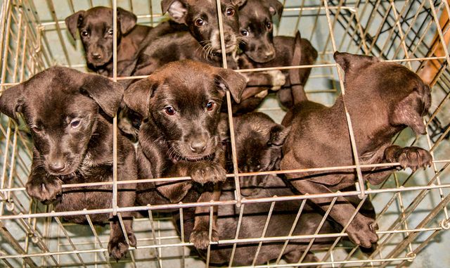 Dogs are left suffer in small overcrowded cages before being sold