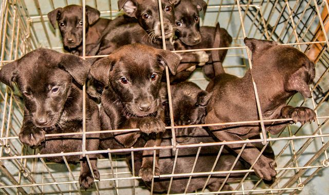 Dogs are left suffer in small overcrowded cages before being sold