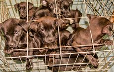 Dublin man admits to selling pugs as part of Asian dog meat trade