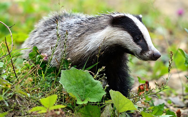 Sad reality of Ireland’s vanishing nature and wildlife