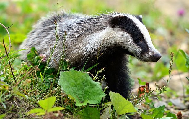 Between 6,000 and 7,000 Irish badgers legally snared or shot each year.