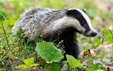 Sad reality of Ireland’s vanishing nature and wildlife
