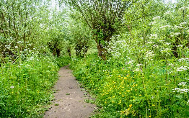 What lies beneath! In this gorgeous Irish wood lie stinging nettles!