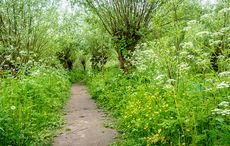 What visitors to Ireland should know about nettles