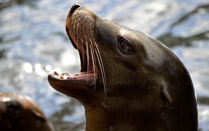 Irish seal shows his appreciation for fish in the sweetest way