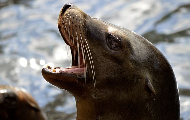 This greedy handsome beast at Howth might be the cutest seal in all of Ireland.