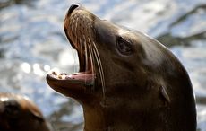 Irish seal shows his appreciation for fish in the sweetest way