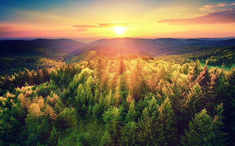 Irish startup uses drones to plant entire forest in Myanmar