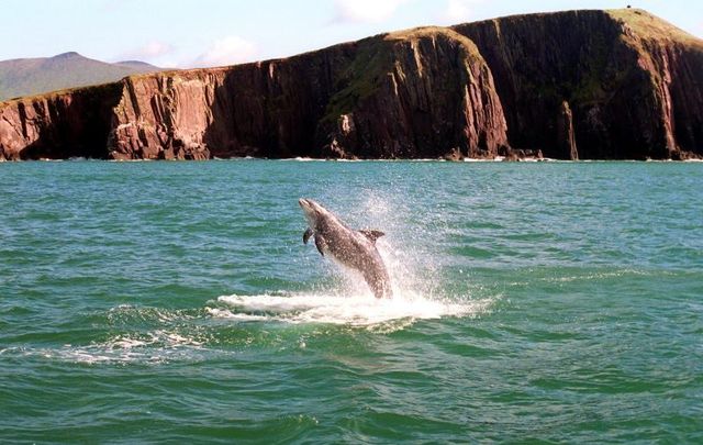 Fungie the Dolphin in Dingle, Co Kerry.