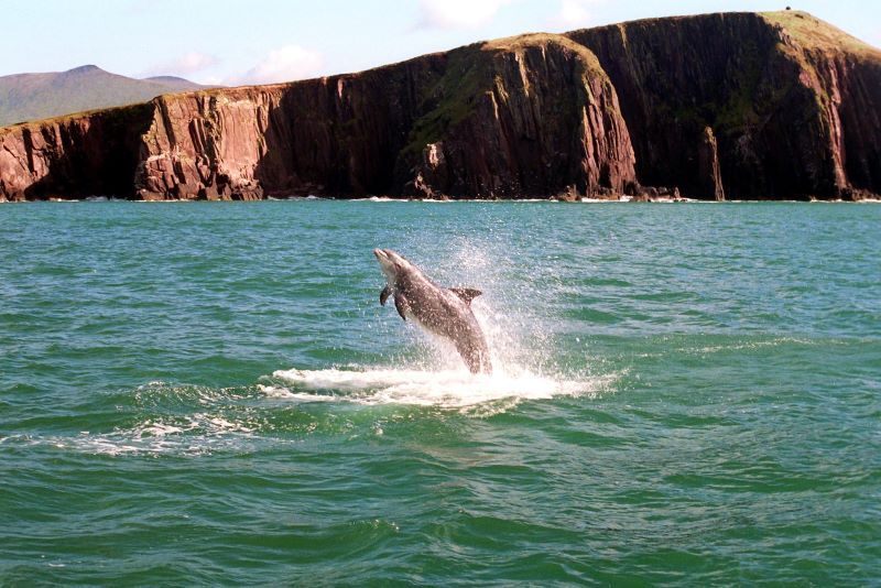 Fond memories of meeting Fungie the Dolphin in Dingle