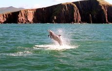 Fond memories of meeting Fungie the Dolphin in Dingle