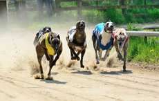 Champion Irish greyhound racing dog tests positive for cocaine