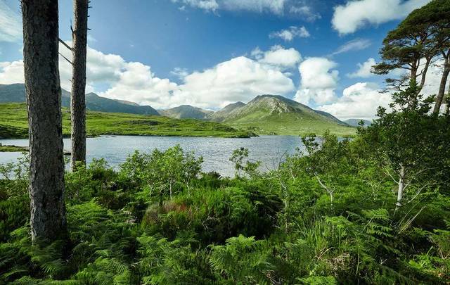 Are you a Pine Tree State native with Irish roots? This Maine Irish DNA and ancestry project could help you find your ancestors from Pine Island in Connemara.