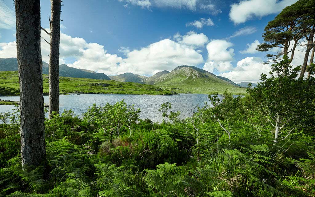 Maine Irish fundraise to bring Ancestry DNA tests to Galway