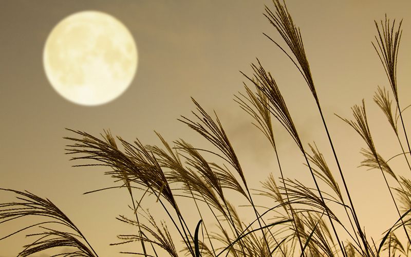 An incredible harvest moon will light up the skies tonight