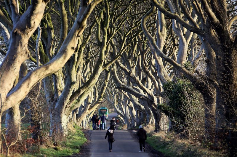 Are Game of Thrones fans destroying the Dark Hedges of Northern Ireland?