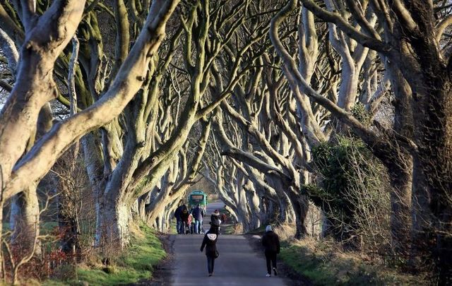 The Dark Hedges in Co Antrim, made famous by Game of Thrones, feels the strain of the boost of tourism
