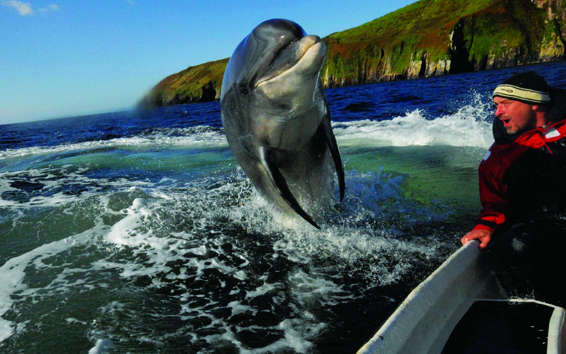 Fungie the dolphin injured by Storm Ophelia