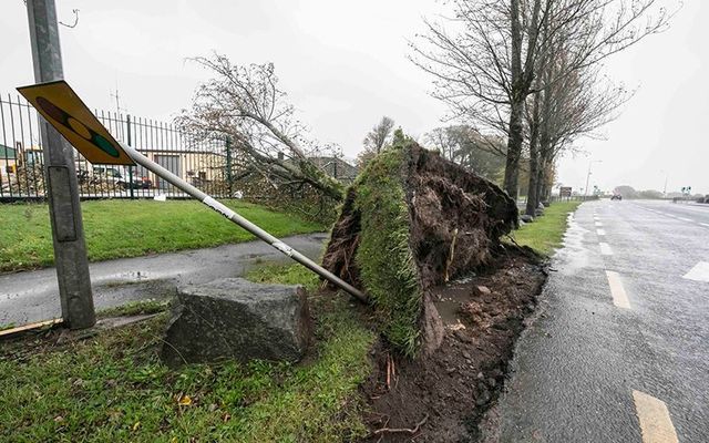 A downed tree in Co. Waterford after Ophelia.