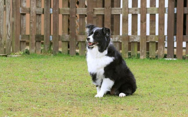 A stock photo of a border collie. O\'Connor had acquired Jess, the border collie he killed, for free via Facebook