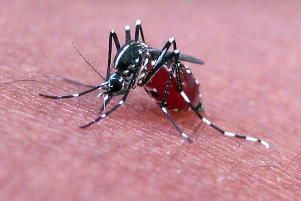 Close-up mosquito 