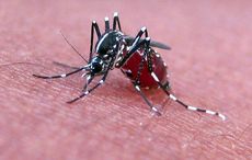 Mosquitoes have arrived in Ireland - thanks, climate change!