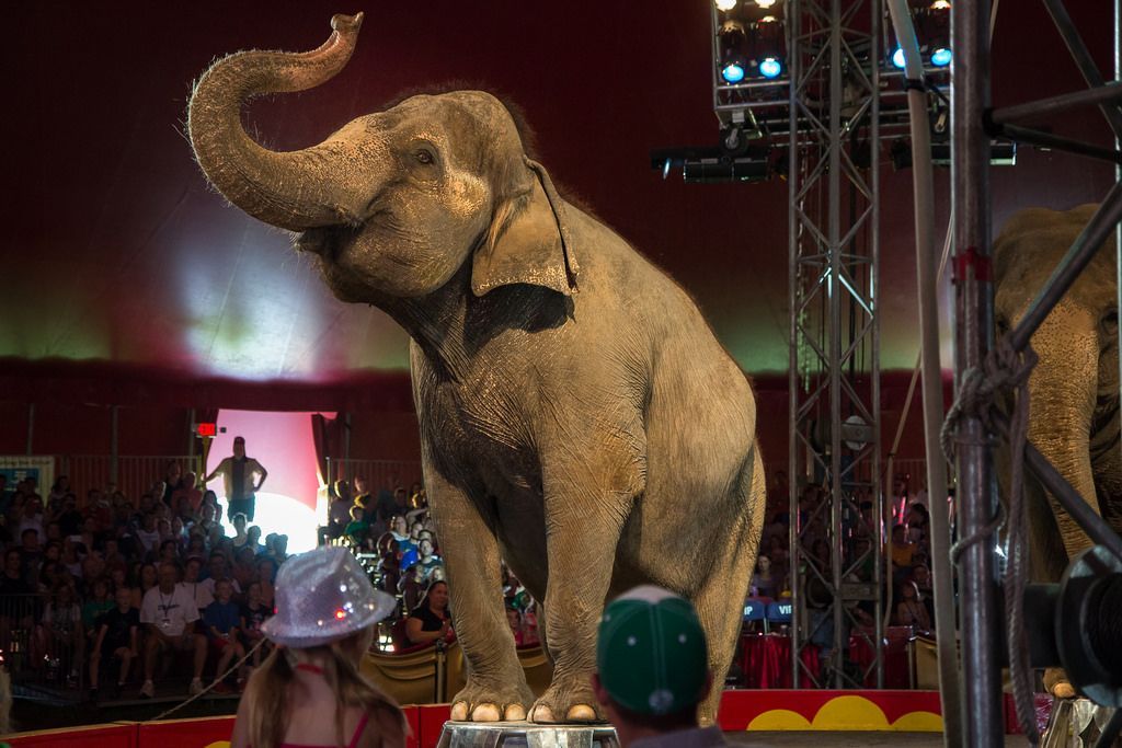 Ireland bans wild animals in circuses