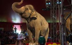 Ireland bans wild animals in circuses