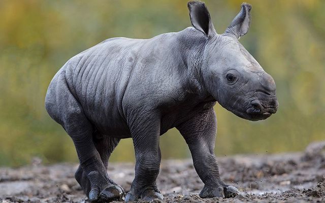 Welcome, little one! The Dublin Zoo has a new baby rhino. 