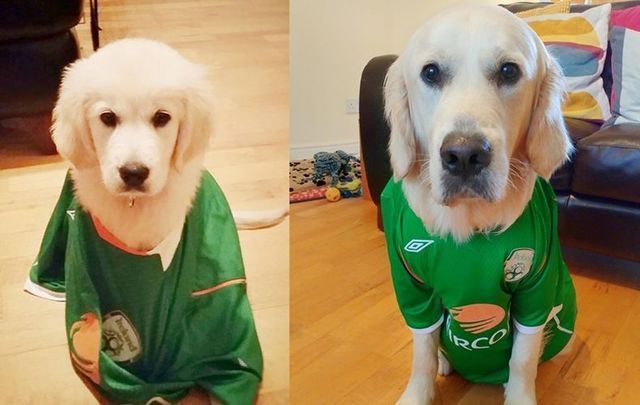 Who\'s a good boy! Louie the cutest Republic of Ireland soccer fan in his jersey, one year apart.