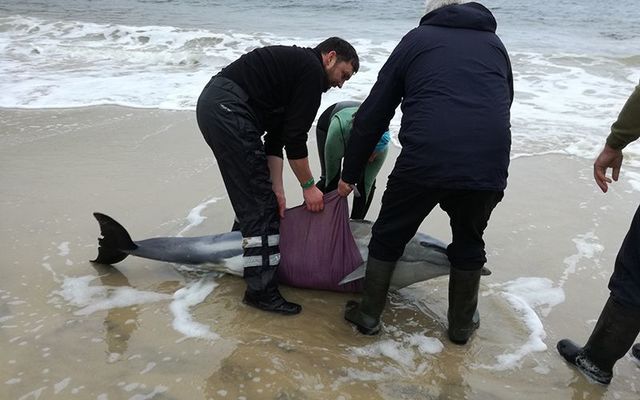 Achill Islanders come to the rescue of beached dolphins at Keem Bay.