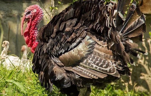 Ireland\'s top turkey has officially been pardoned by the US government.