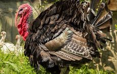 Ireland’s favorite turkey pardoned by Dublin's US Embassy for Thanksgiving