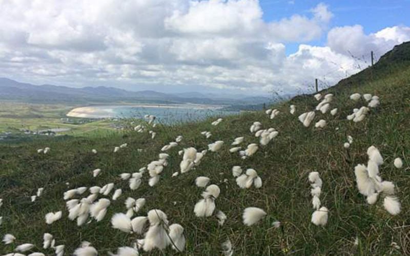 Ireland's beautiful Irish bog cotton, a secret delight