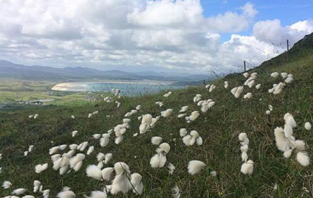 Irish bog cotton blowing in the breeze.