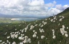 Ireland's beautiful Irish bog cotton, a secret delight