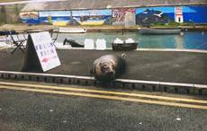 Cheeky, fish-loving Wicklow seal has become a viral sensation