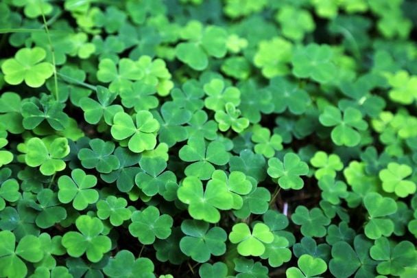 Shamrocks! We all know some symbols are most definitely Irish but could the symbols for new beginnings be made up.