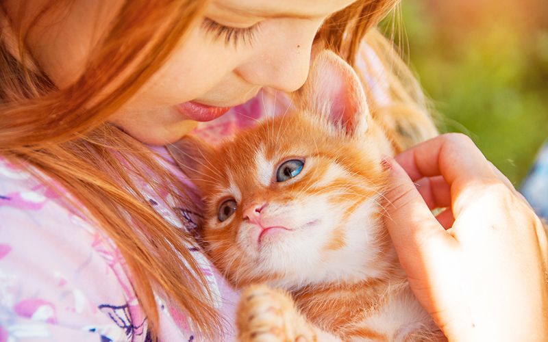 Love cats? Irish cat clinic seeks a professional cat cuddler 