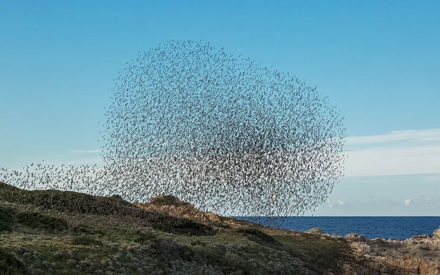 This starling murmuration video in Ireland is amazing, as thousands of the bird flock together to fly in escape of a falcon attack. 