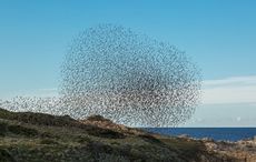Starlings in Ireland fly a mesmerizing dance as they escape an attacking falcon