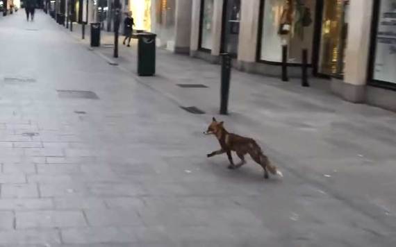 A fox prowls along Grafton Street in Dublin City Center.